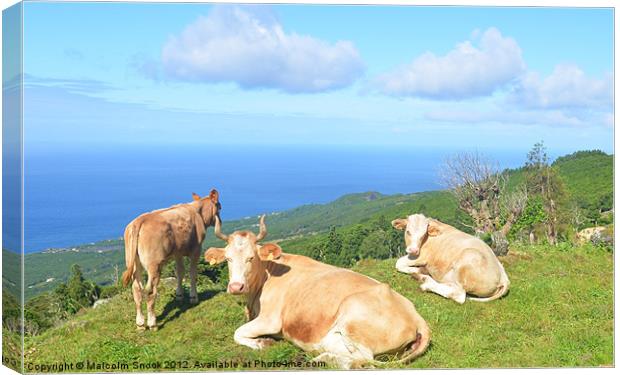 Cattle on hilltop Canvas Print by Malcolm Snook