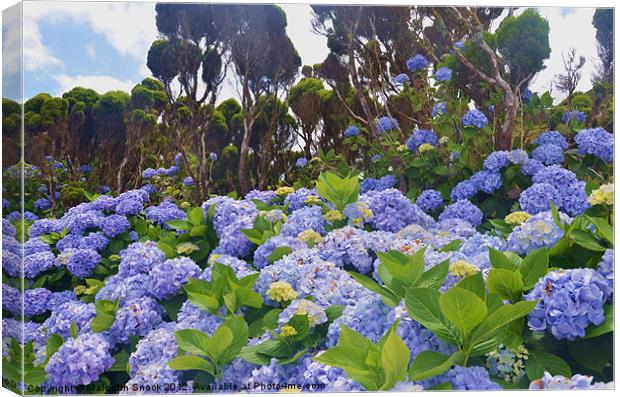 Profusion of wild Hydrangea Canvas Print by Malcolm Snook