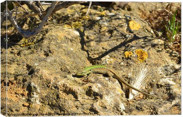 Green Lizard on rock Canvas Print by Malcolm Snook