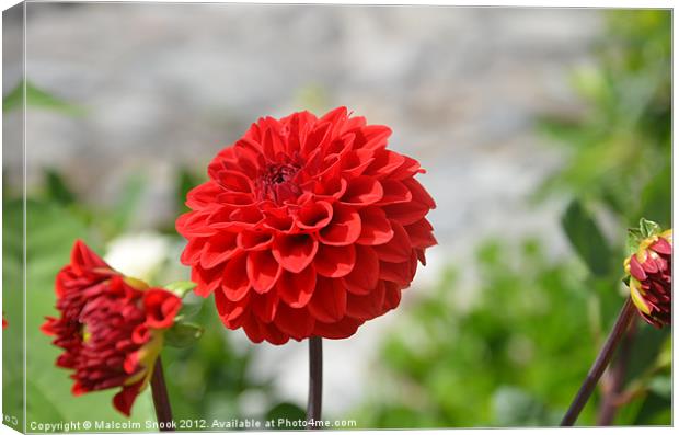 Wild Red Dahlia Canvas Print by Malcolm Snook