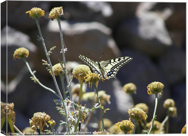 Swallowtail Butterfly Canvas Print by Malcolm Snook