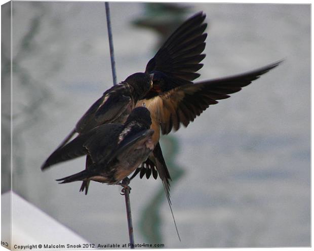 Swallow feeding chicks Canvas Print by Malcolm Snook