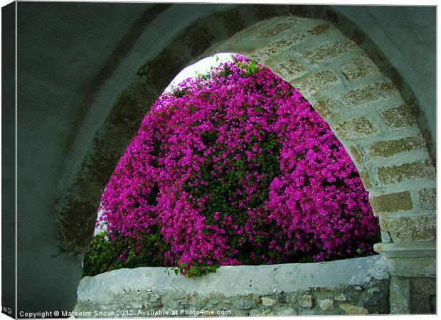 Purple flowers through an arch Canvas Print by Malcolm Snook