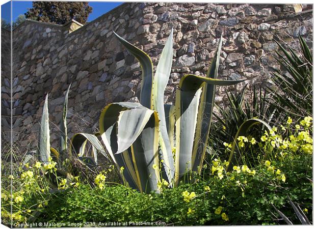 Yucca outside the town wall Canvas Print by Malcolm Snook