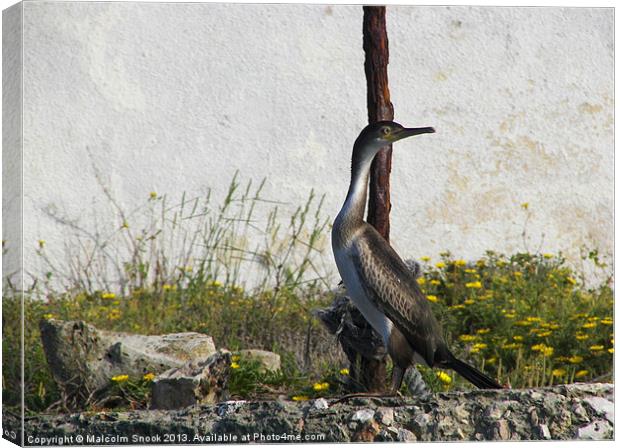 Young Shag Canvas Print by Malcolm Snook