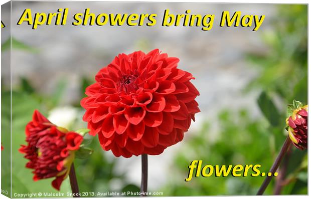 April Showers Bring May Flowers Canvas Print by Malcolm Snook