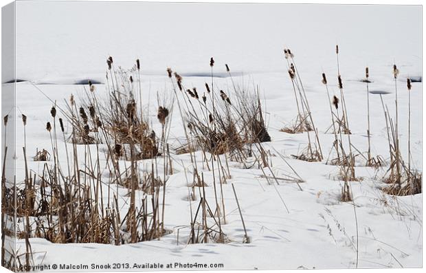 Bulrushes In The Snow Canvas Print by Malcolm Snook