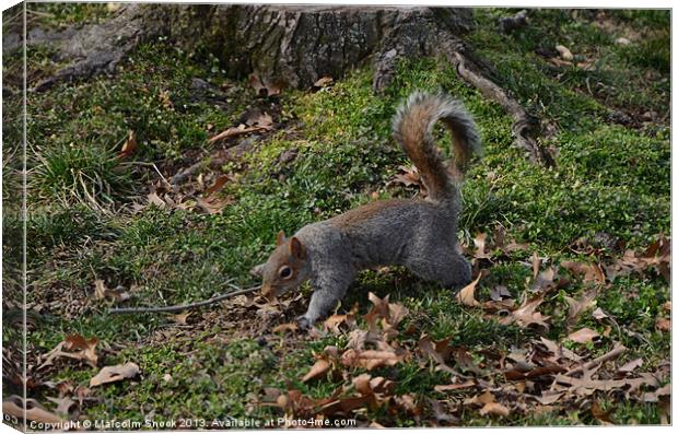 Squirrel On The Forest Floor Canvas Print by Malcolm Snook