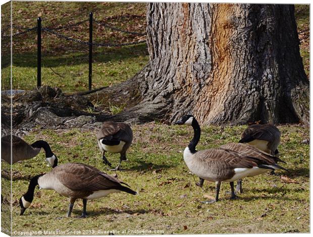 Wild Canada Geese Canvas Print by Malcolm Snook