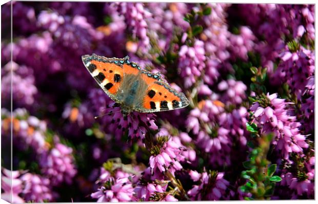 Small Tortoiseshell Butterfly Canvas Print by Malcolm Snook