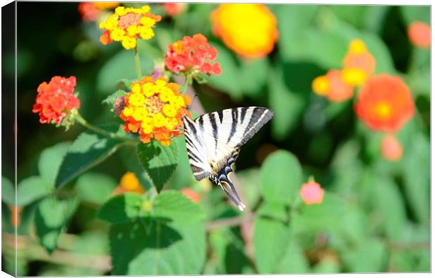Zebra Swallowtail Butterfly Canvas Print by Malcolm Snook