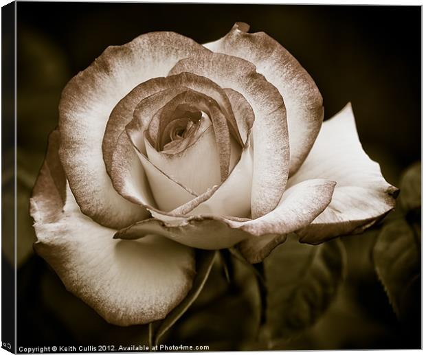 Antique Rose Canvas Print by Keith Cullis