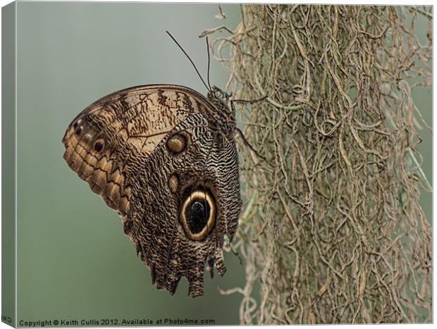 Owl Butterfly (Caligo memnon) Canvas Print by Keith Cullis