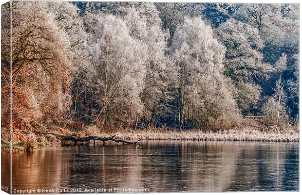 Silver Trees Canvas Print by Keith Cullis