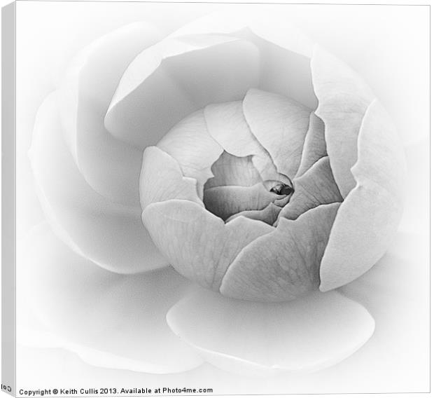 Spiral in White Canvas Print by Keith Cullis