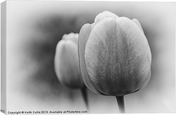 Tulips Canvas Print by Keith Cullis