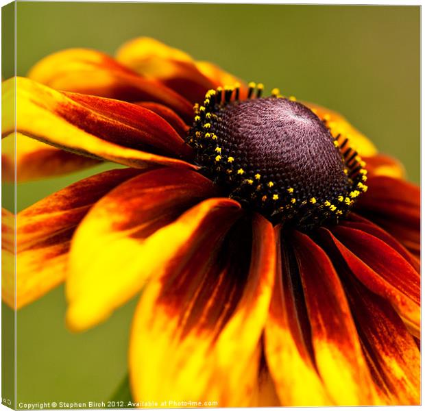 Orange and Red Rudbeckia Canvas Print by Stephen Birch
