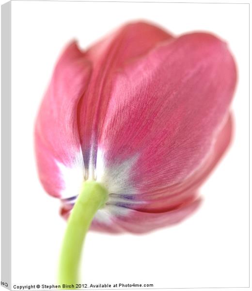 Soft pink Tulip Canvas Print by Stephen Birch