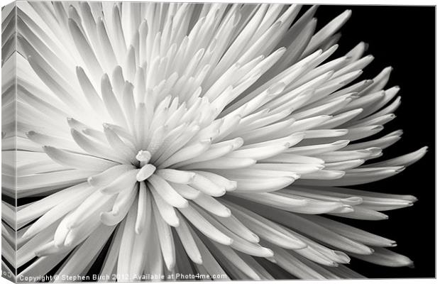 Chrysanthemum Canvas Print by Stephen Birch