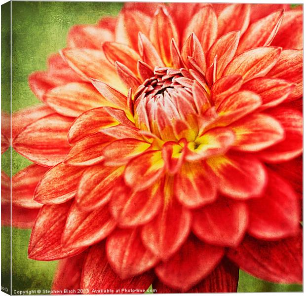 Orange Dahlia Canvas Print by Stephen Birch