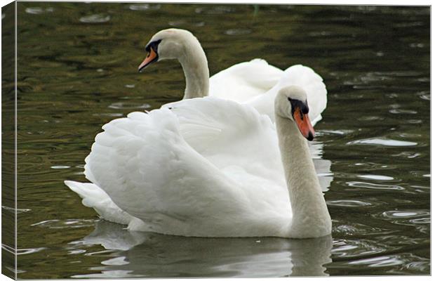 two swans swimming Canvas Print by Martyn Bennett