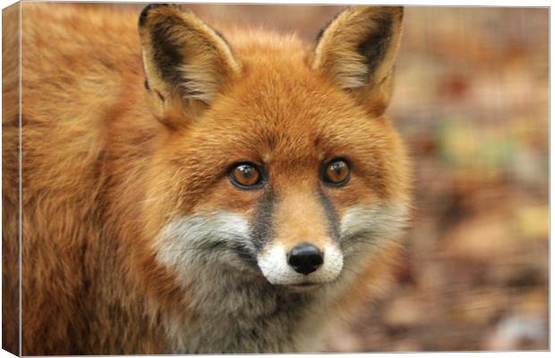 elle the red fox Canvas Print by Martyn Bennett