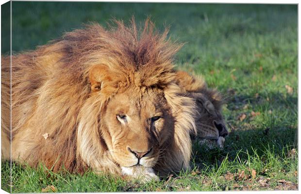 lions sleeping Canvas Print by Martyn Bennett