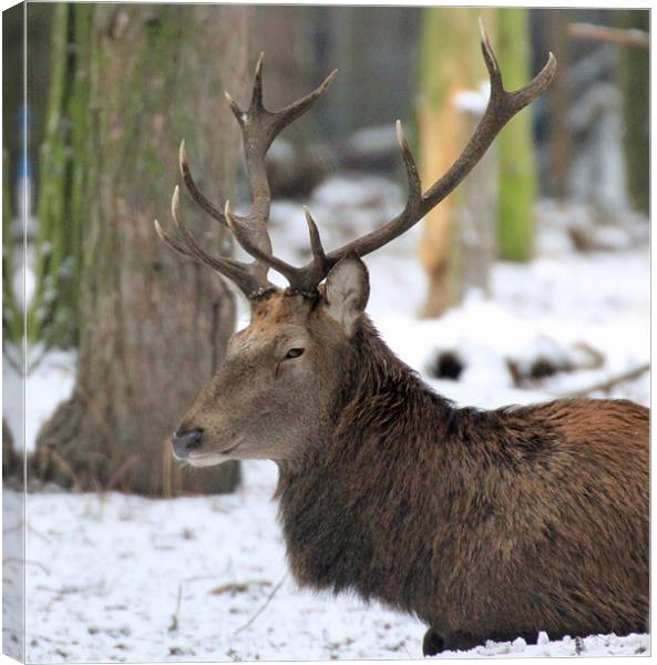 having a rest Canvas Print by Martyn Bennett