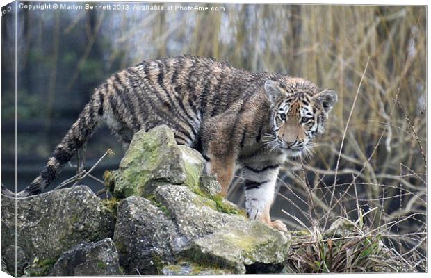 proud baby Canvas Print by Martyn Bennett