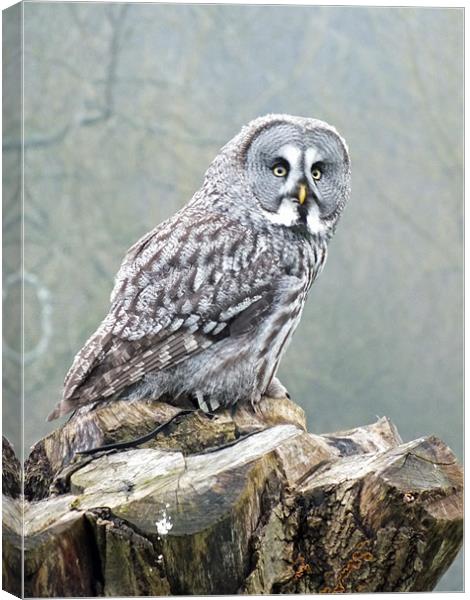 great grey owl Canvas Print by Martyn Bennett