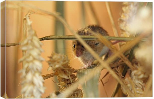 harvest mouse Canvas Print by Martyn Bennett