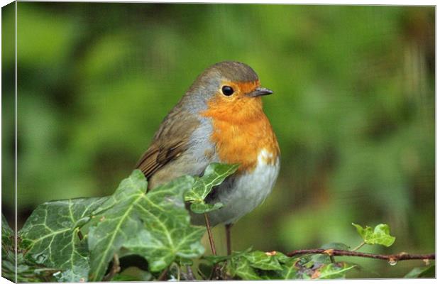 robin Canvas Print by Martyn Bennett