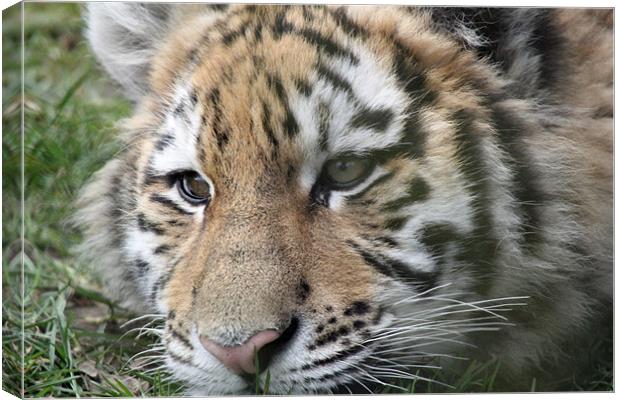 tiger cub Canvas Print by Martyn Bennett
