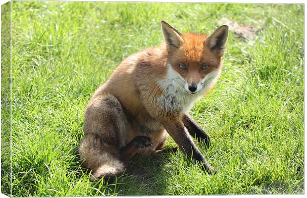 cute fox Canvas Print by Martyn Bennett