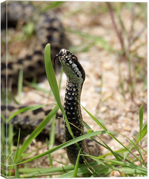 adder tasting Canvas Print by Martyn Bennett