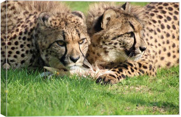 watching cheetahs Canvas Print by Martyn Bennett