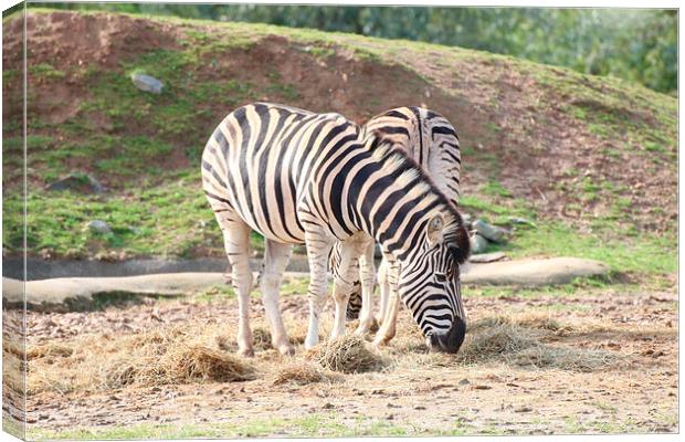 zebra Canvas Print by Martyn Bennett