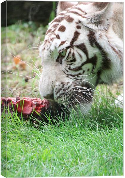 dinner time Canvas Print by Martyn Bennett