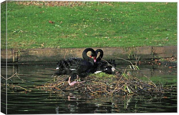 black swan love Canvas Print by Martyn Bennett