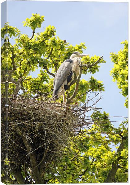 heron on nest Canvas Print by Martyn Bennett