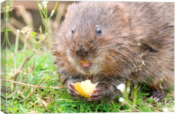 water vole eating Canvas Print by Martyn Bennett