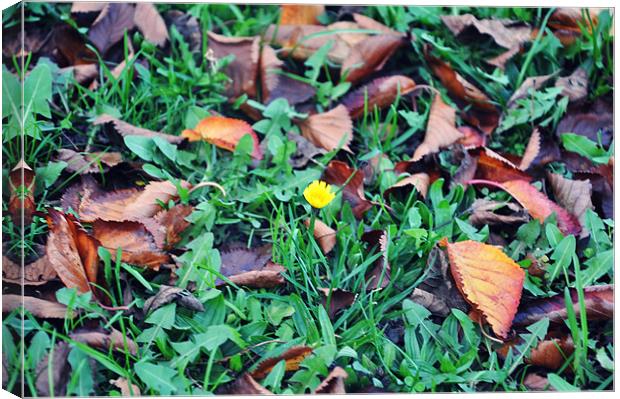 flowering in the autumn Canvas Print by Nataliya Lazaryeva