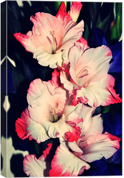 pink and white amazing gladiolus Canvas Print by Nataliya Lazaryeva