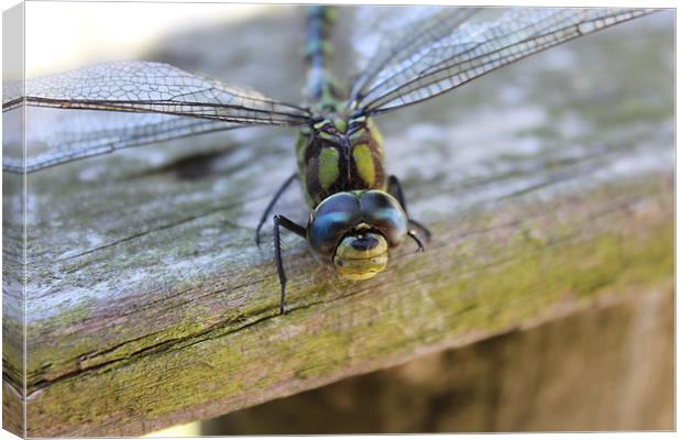 dragonfly happy face Canvas Print by DANIEL STOKES
