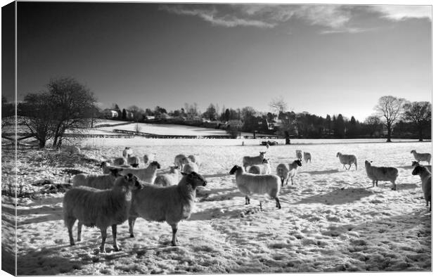 Field of Sheep near Bamford Canvas Print by Darren Galpin