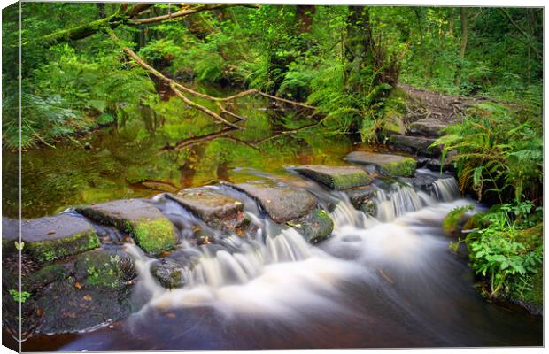 Third Coppice Stepping Stones, Rivelin   Canvas Print by Darren Galpin