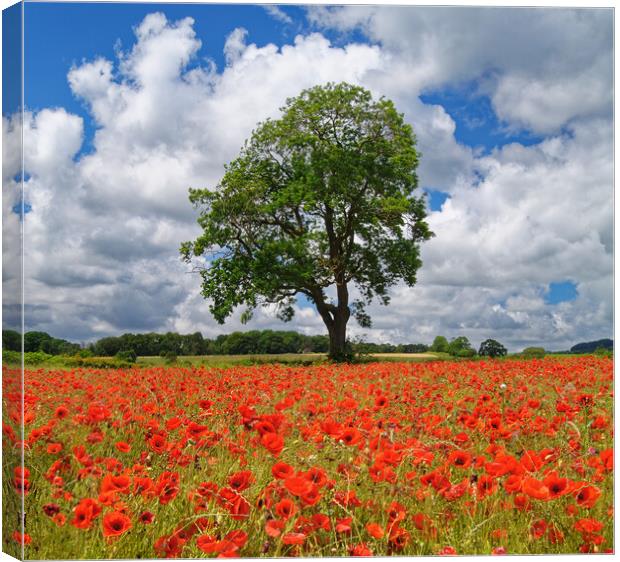 Baslow Poppies Canvas Print by Darren Galpin