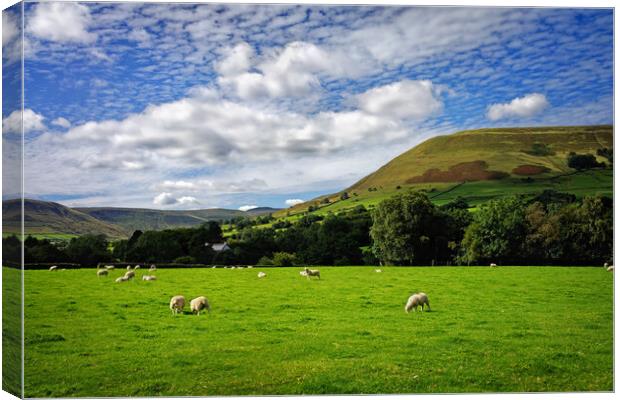 Sheep Grazing near Edale  Canvas Print by Darren Galpin