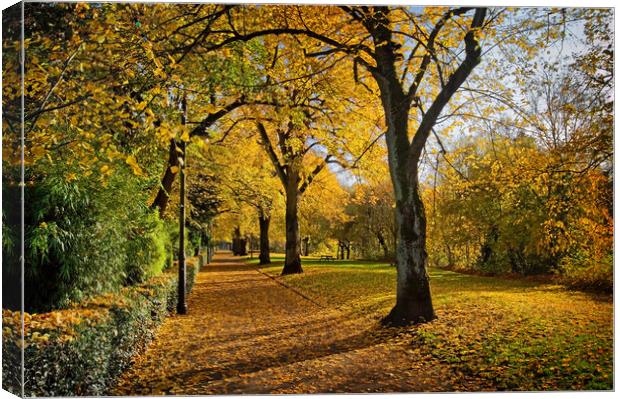 Avenue of Gold Canvas Print by Darren Galpin