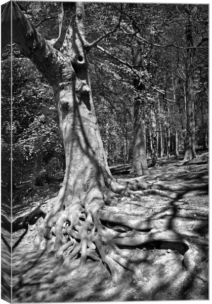 Roots Canvas Print by Darren Galpin